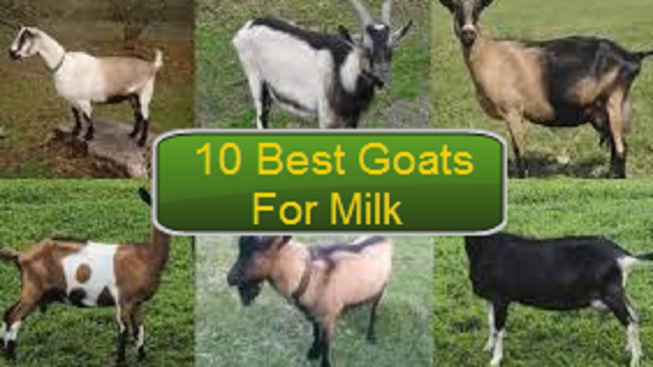 10 Best Goat Breed For Milk