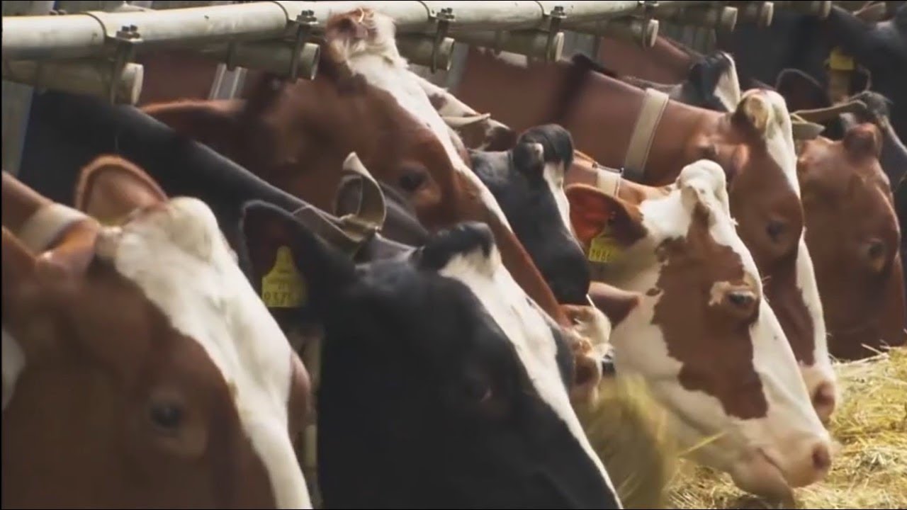 ▶ANIMAL!! Tecnologia e Produtividade no Manejo de ANIMAIS!!