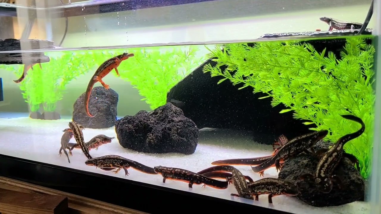 オキナワシリケンイモリ CB個体の餌食い/Cynops ensicauda popei【JPCB】