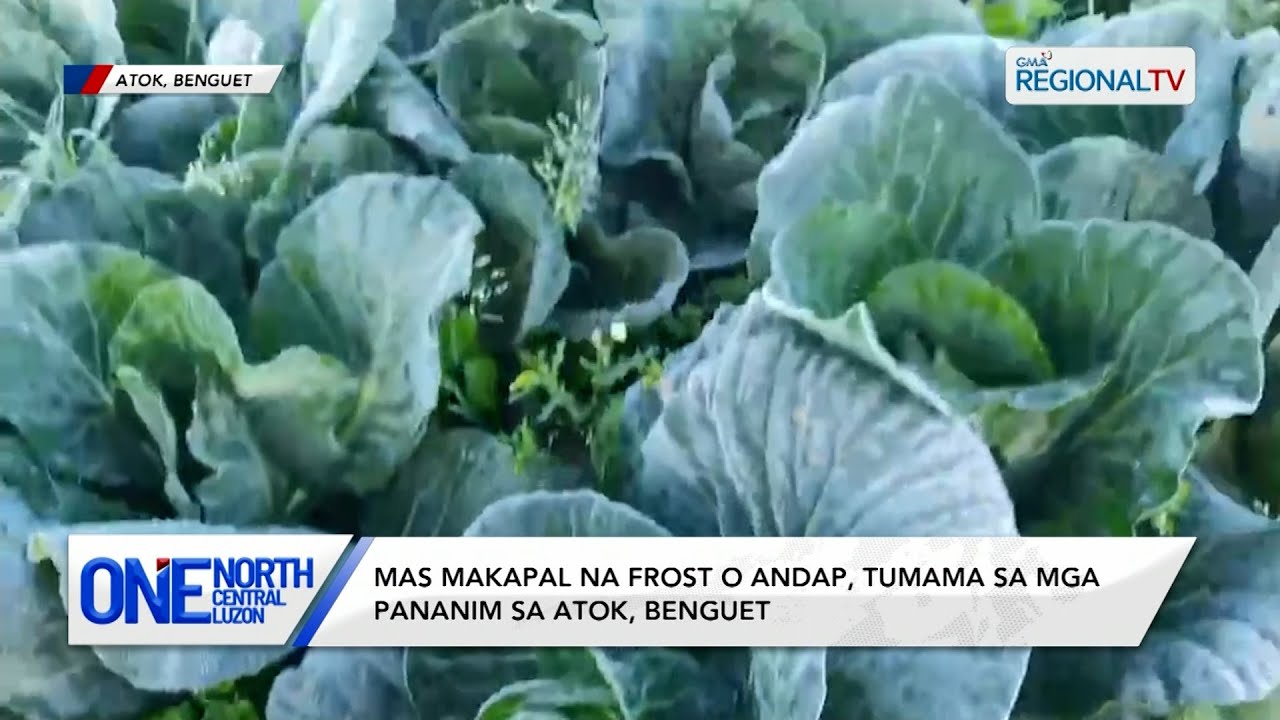 Mas makapal na frost o andap, tumama sa mga pananim sa Atok, Benguet | One North Central Luzon