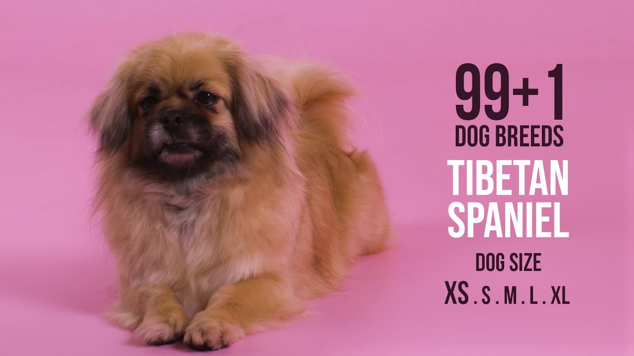 Tibetan Spaniel