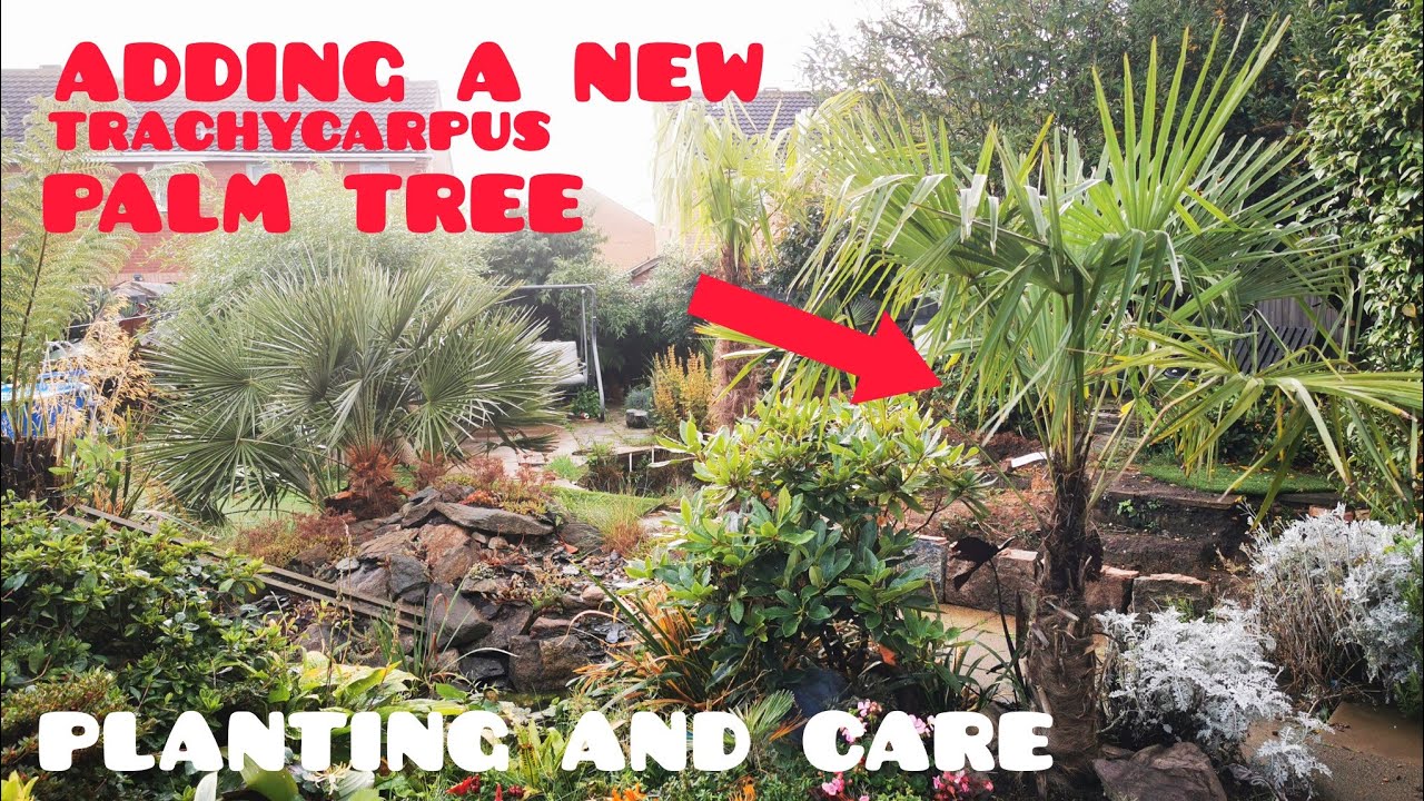 Planting and CARE TIPS for PALM TREES 🌴😎 TRACHYCARPUS FORTUNIA. UK Tropical style Garden