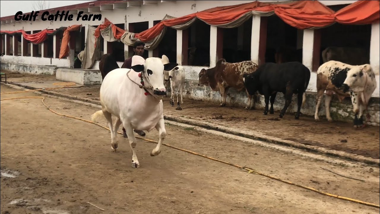 Heavy Beauty Bull 🔥🔥|| Tarzan 02||BEAUTY LEVEL||MA SHA ALLAH||GULF CATTlE FARM||Collection2019