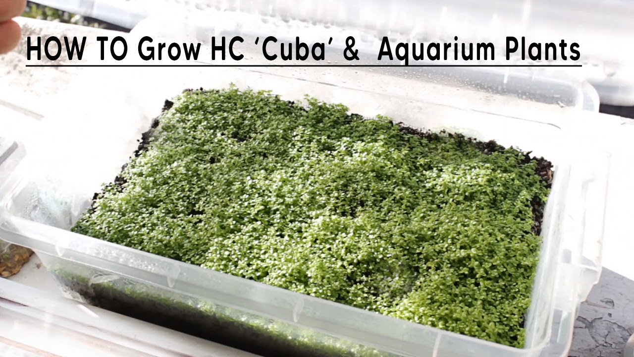 HOW TO Grow HC Cuba & Your Aquarium Plants (Emers)