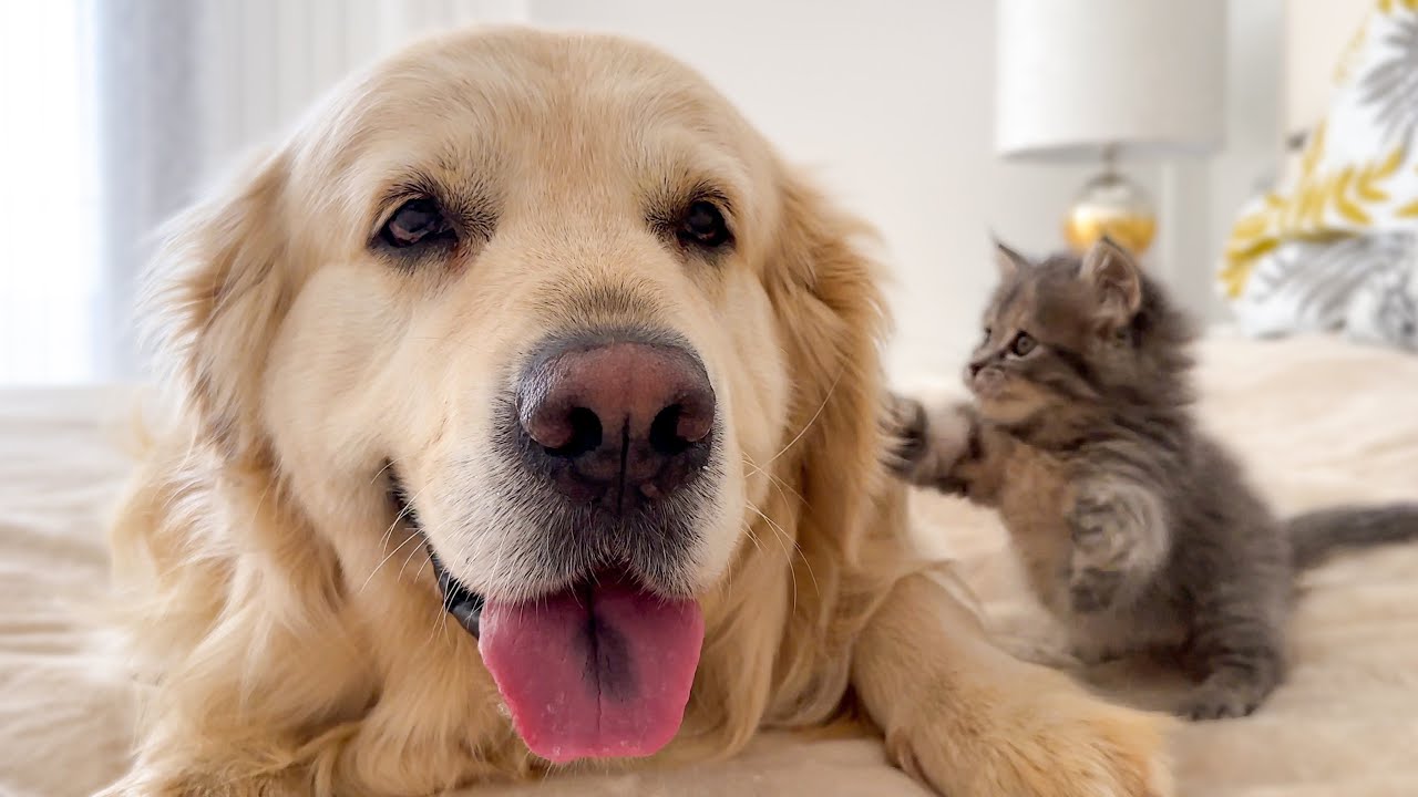 What does a Tiny Kitten do when a Golden Retriever Ignores Him