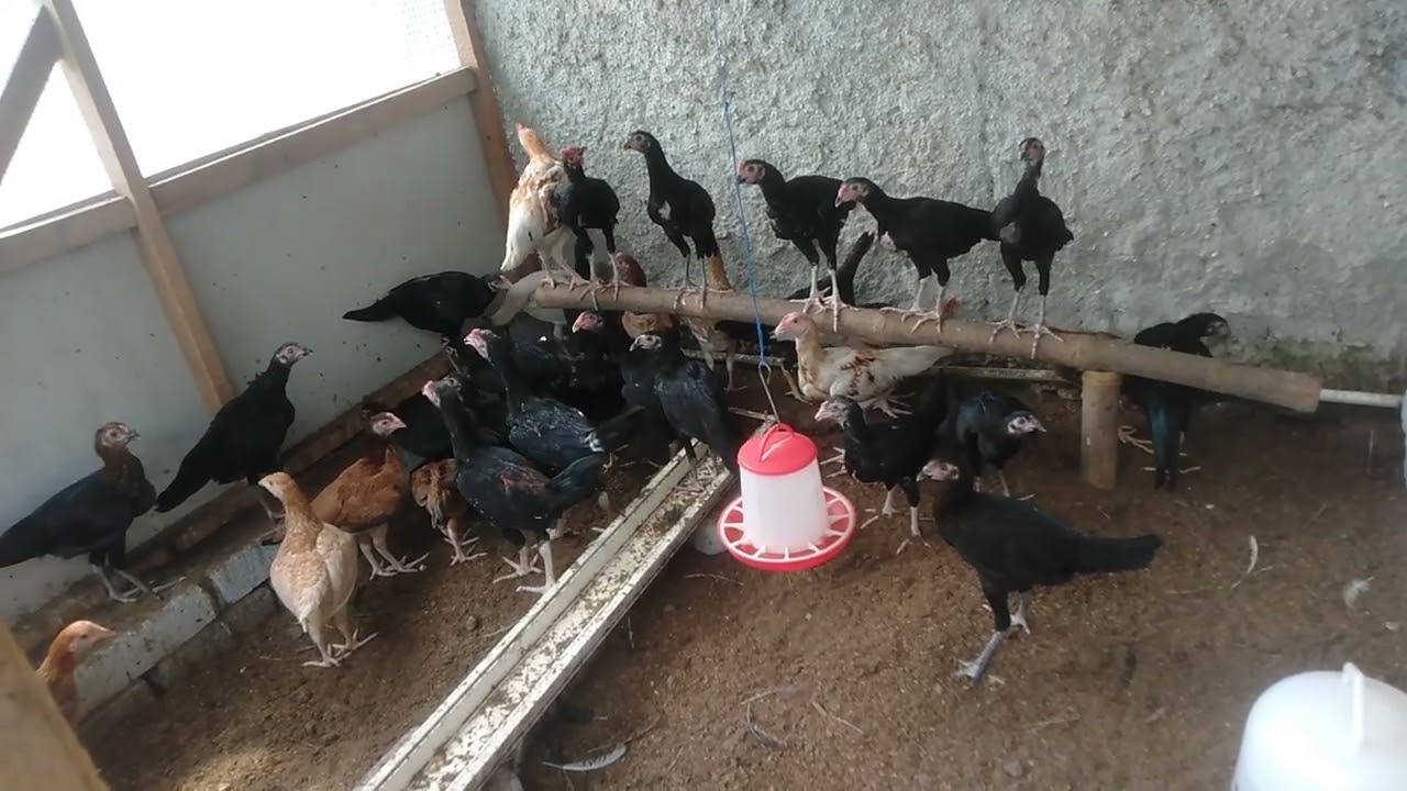 LIHAT KONDISI KANDANG AYAM KAMPUNG DARI ANAKAN SAMPAI PEMBESARAN 