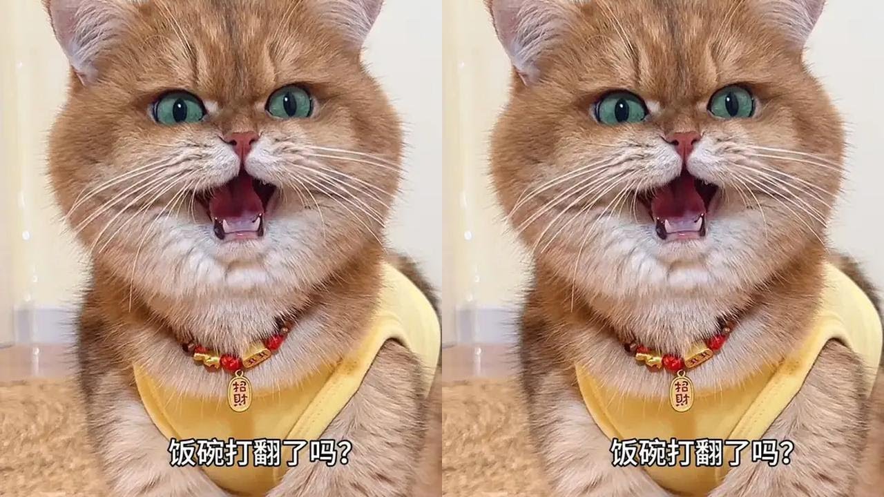 元宝:背着我偷吃呢？#萌宠出道计划 #心思全写在脸上的猫 #小猫咪怼脸杀视频