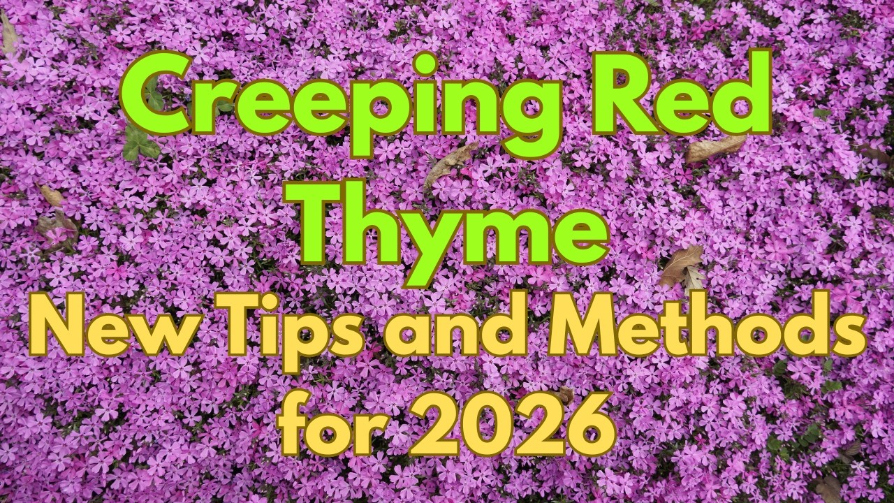 Creeping Thyme: New tips and methods for 2026