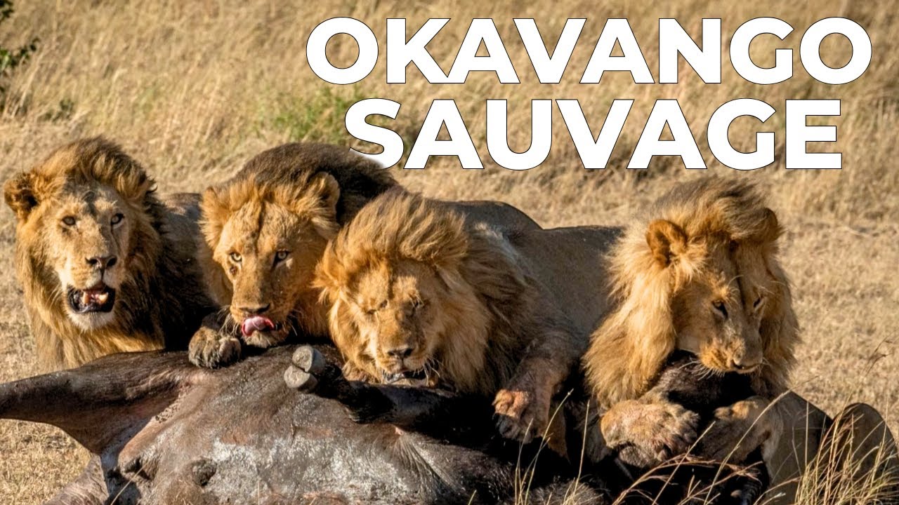 OKAVANGO | L&rsquo;&Eacute;veil de la Vie Sauvage avec l&rsquo;Arriv&eacute;e de l&rsquo;Eau &ndash; Documentaire Animalier