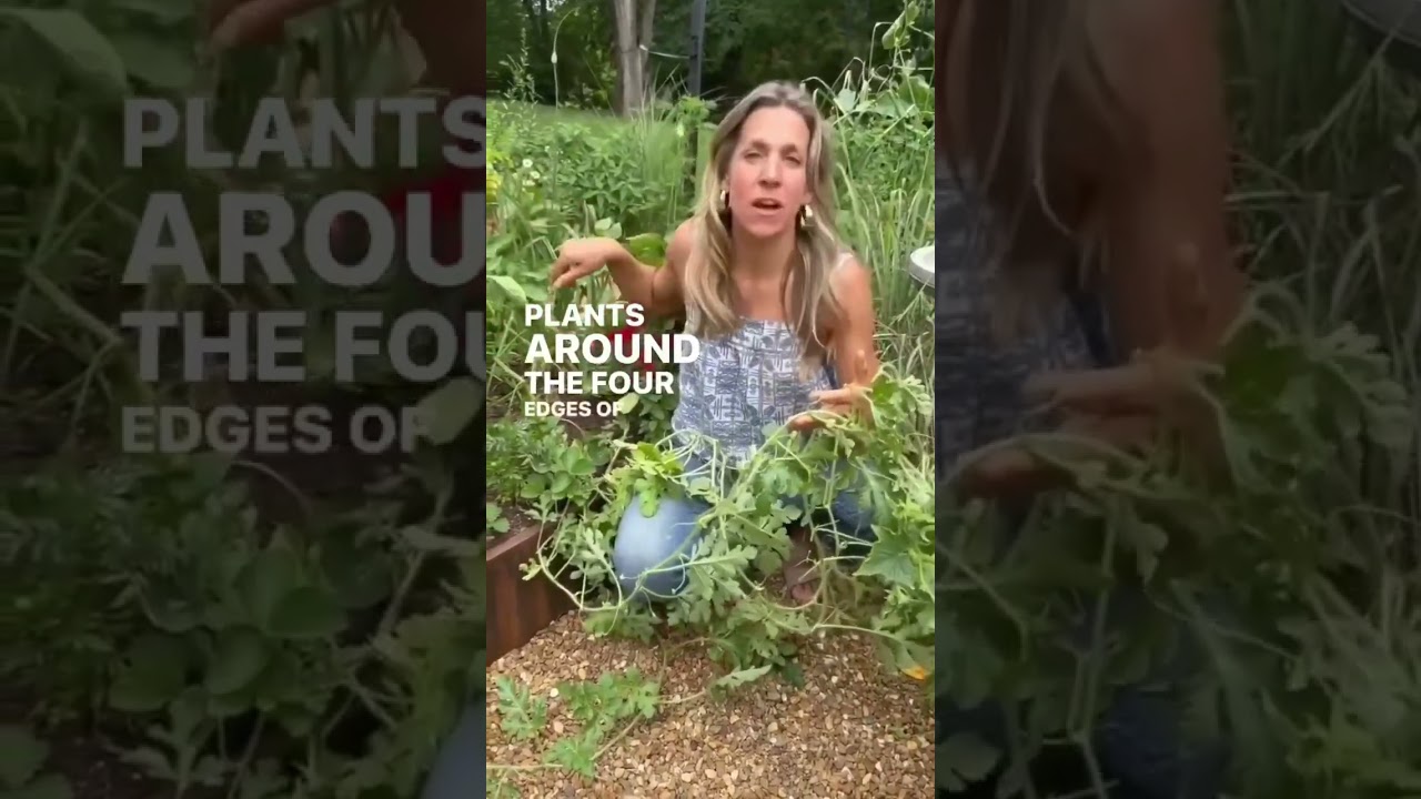 How I&rsquo;m Growing Watermelon This Summer #summergarden #kitchengarden #gardenary