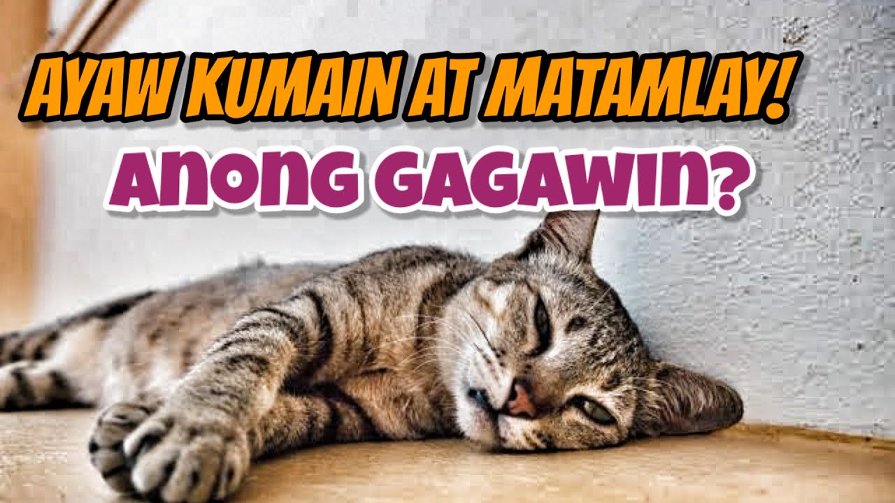 Pusa na ayaw kumain at matamlay, nagsusuka Anong Dapat Gawin?!