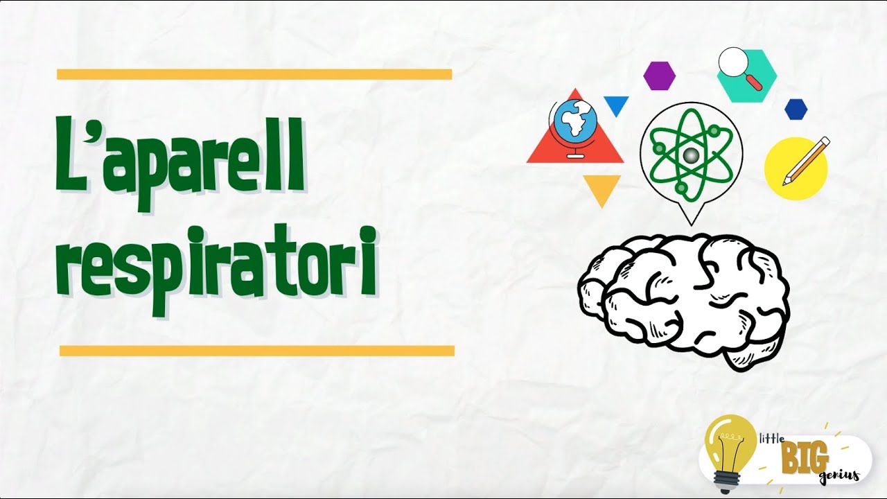 L'aparell respiratori - Little Big Genius