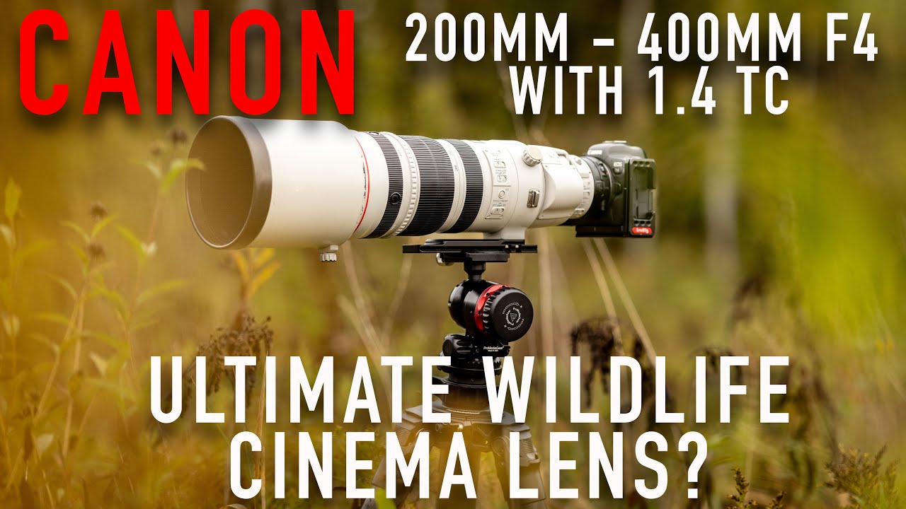 Лучший объектив для съёмки дикой природы? Тест Canon 200–400mm f/4