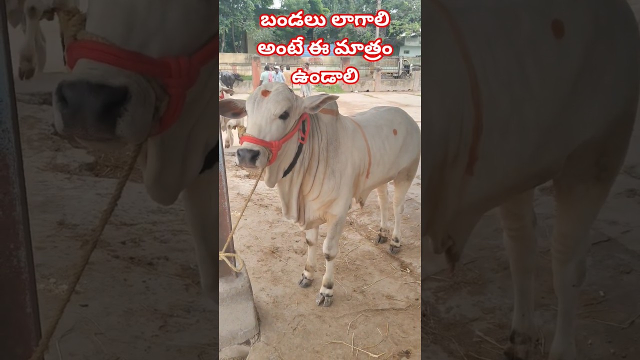 top quality milk teeth ongole bull #kodada bulls market #heavy body milk teeth ongole bull