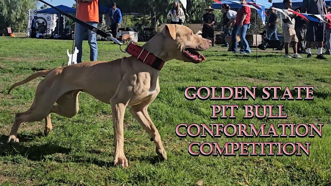 Конкурс питбулей Golden State