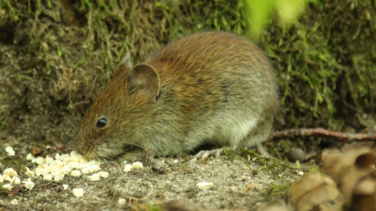 Świat gryzoni - Nornica Ruda (Bank Vole) w polskim lesie odc. 1