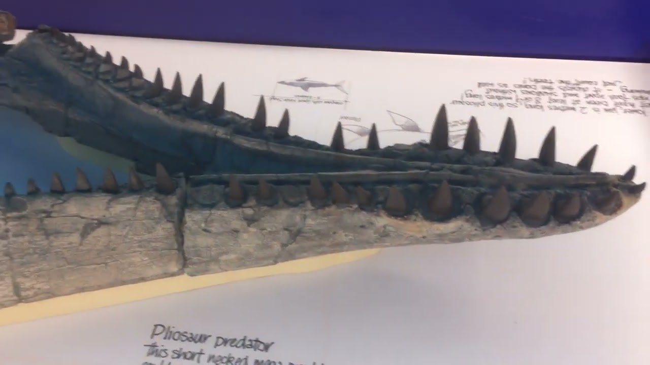 A pliosaur jaw at the Etches Collection