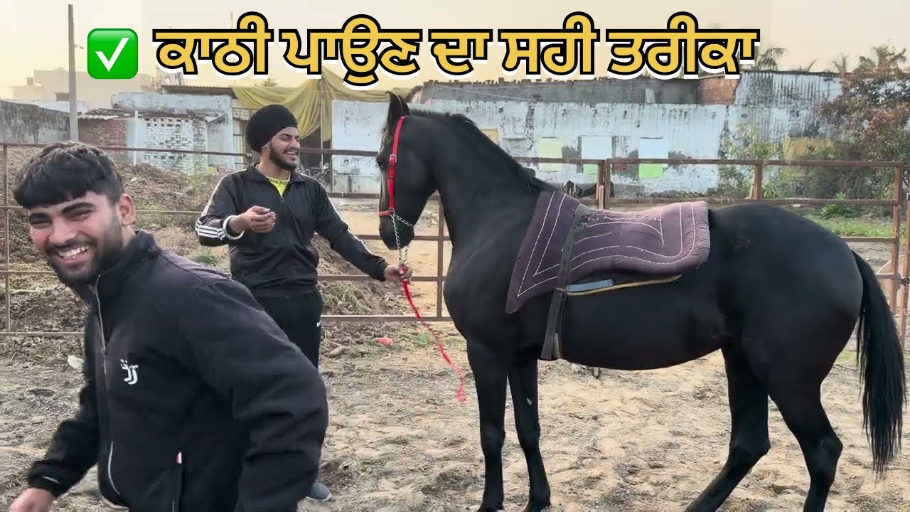 ਘੋੜੀ ਤੇ ਚੜ੍ਹਣ ਤੋਂ ਪਹਿਲਾਂ ਇਹ ਗਲਤੀਆਂ ਨਾ ਕਰੋ ❌🐎 | ਘੋੜੀ ਤੇ ਕਾਠੀ ਪਾਉਣ ਦਾ ਸਹੀ ਤਰੀਕਾ 💯