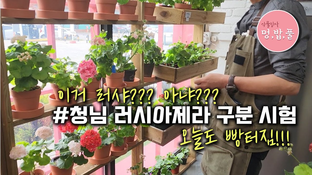 제라늄,러시아제라늄 골라내기시험 