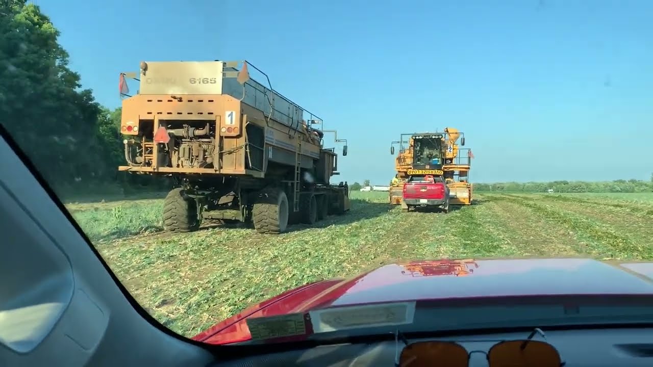 Western New York Pea Harvest 2022!