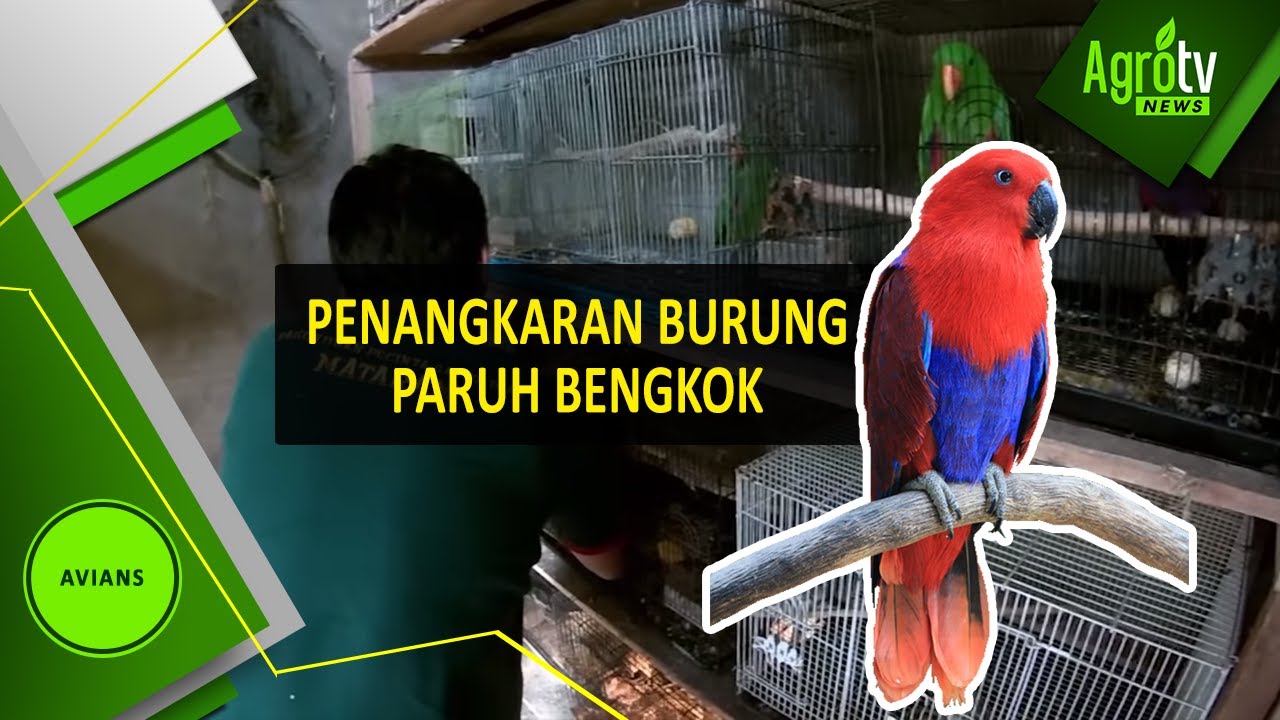 PENANGKARAN BURUNG PARUH BENGKOK
