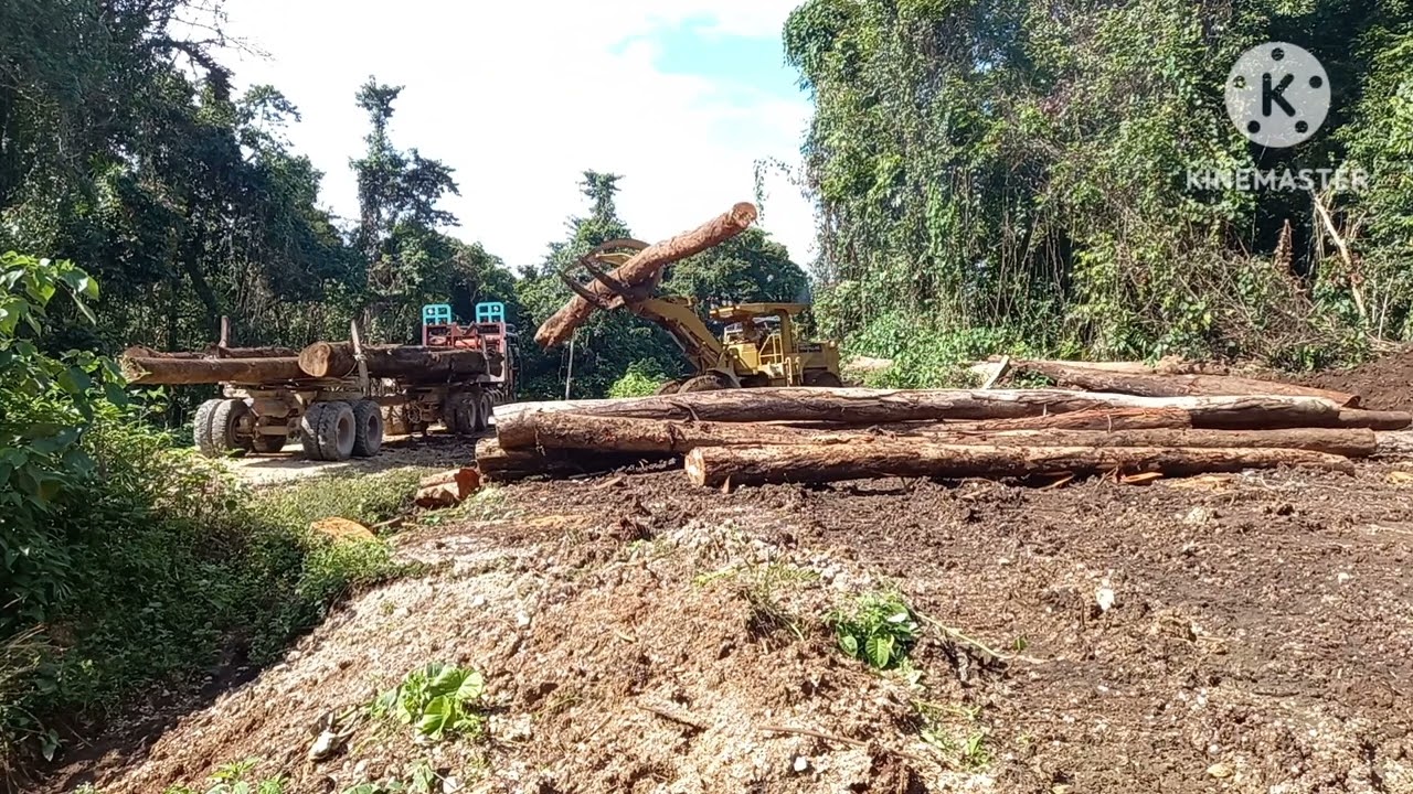 Heavy equipment operator above average. This is how heavy equipment loads wood in the forest.