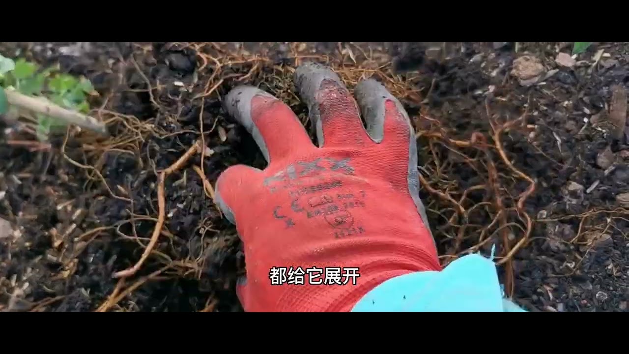 铁线莲种植-地栽篇