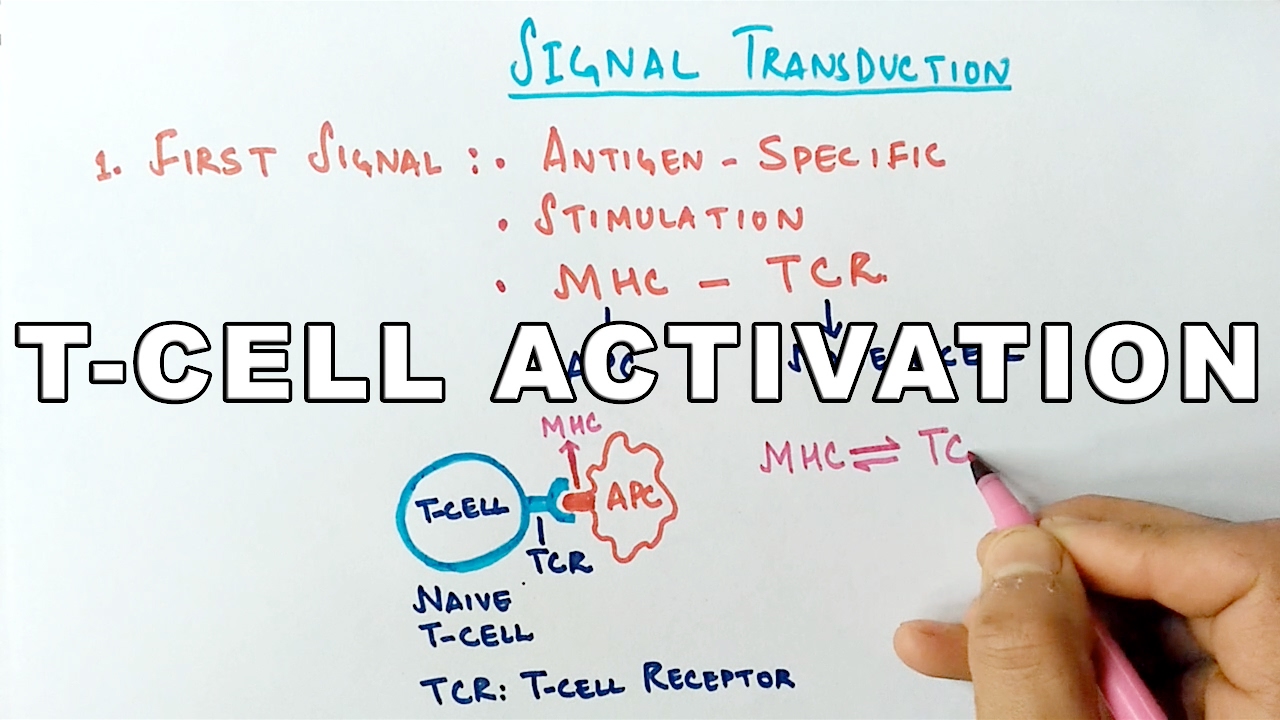Mechanism of T-CELL ACTIVATION