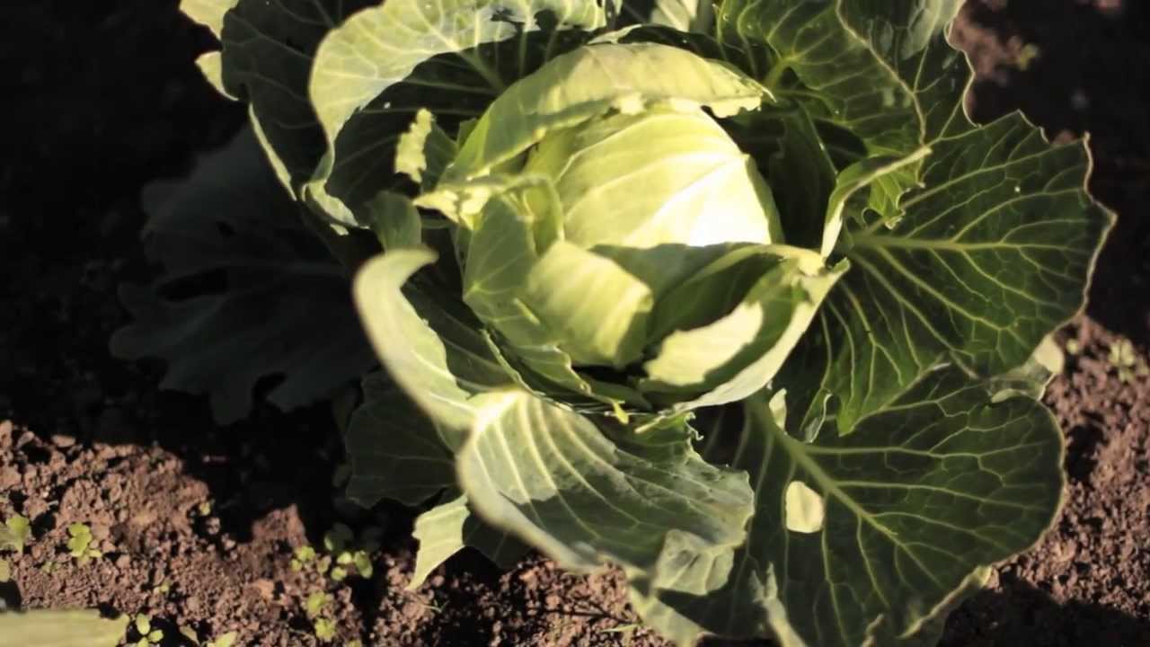 The Problem With Our Food System - Wendell Berry