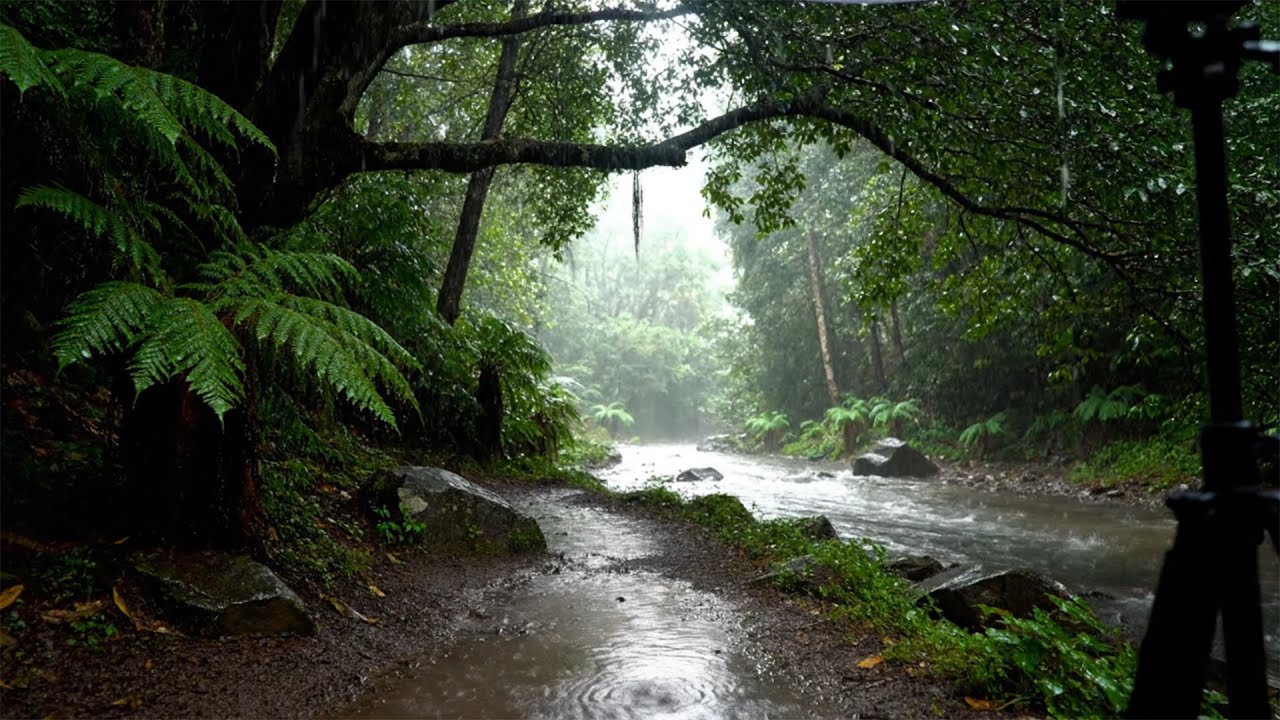 Deep Forest Rainfall 🌧️🌲 Relaxing Nature Sounds for Sleep, Study & Stress Relief | Grok Next ASMR