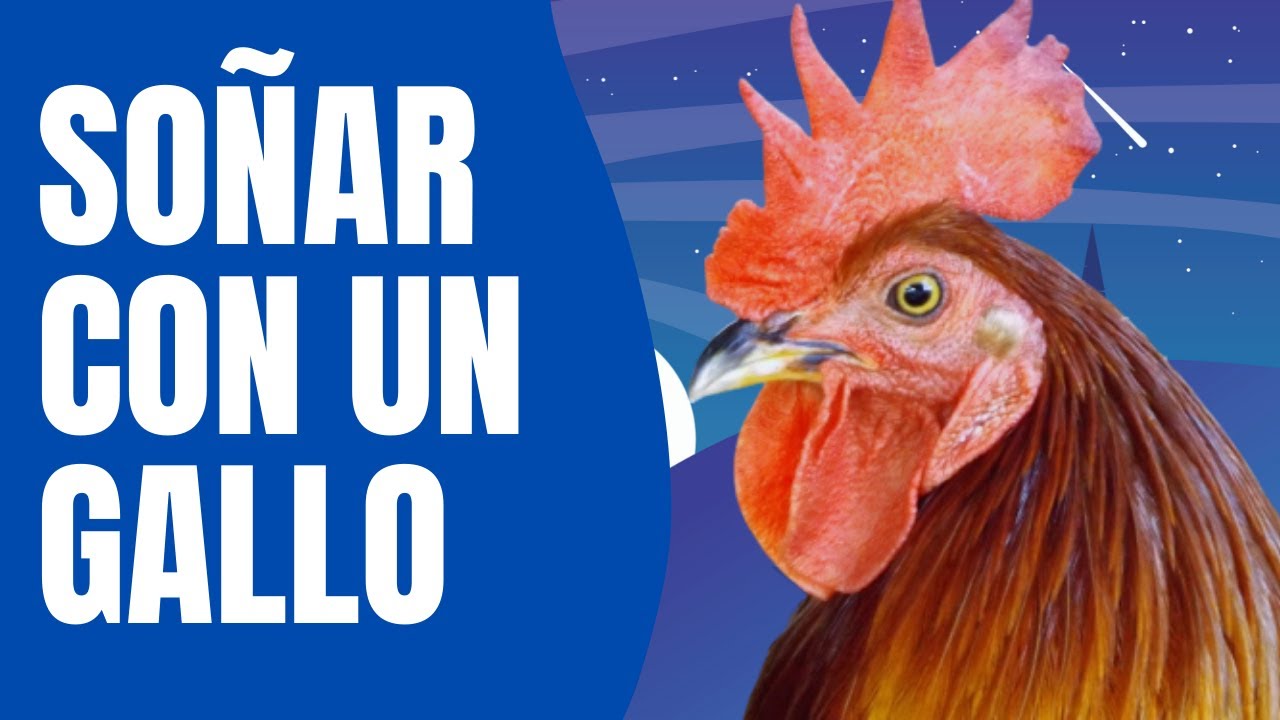 Soñar con un Gallo: el Significado Oculto que Nadie te Contó