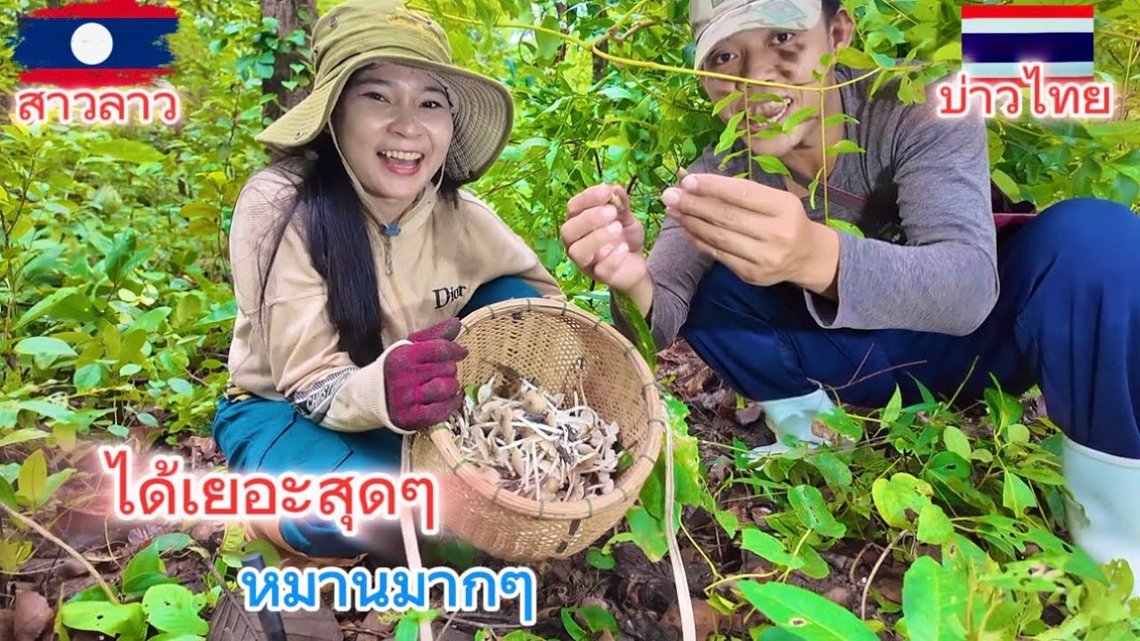 มาเก็บเห็ดก่อนอนค่ำ ไม่คิดว่าจะได้เยอะขนาดนี้ สาวลาวตื่นเต้นสุดๆ