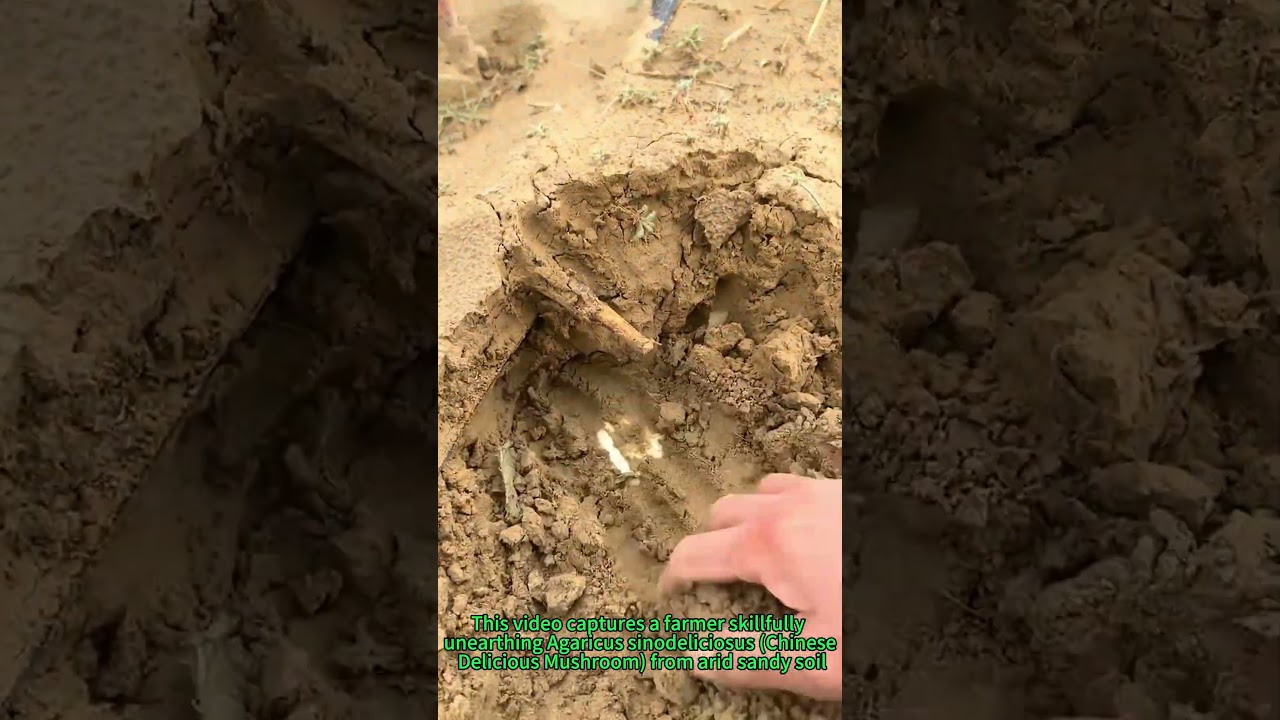 Desert Treasure: Sand Mushroom Harvesting!