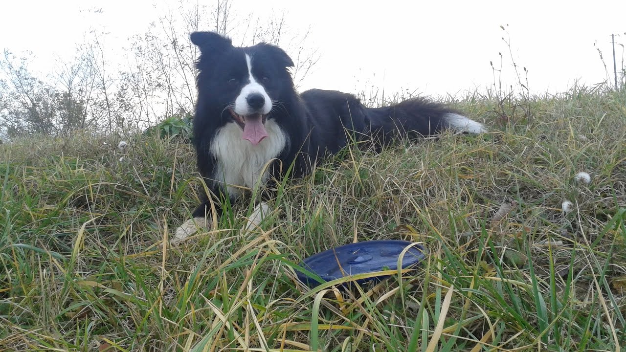 Caesar ~ Border Collie | The Superdog