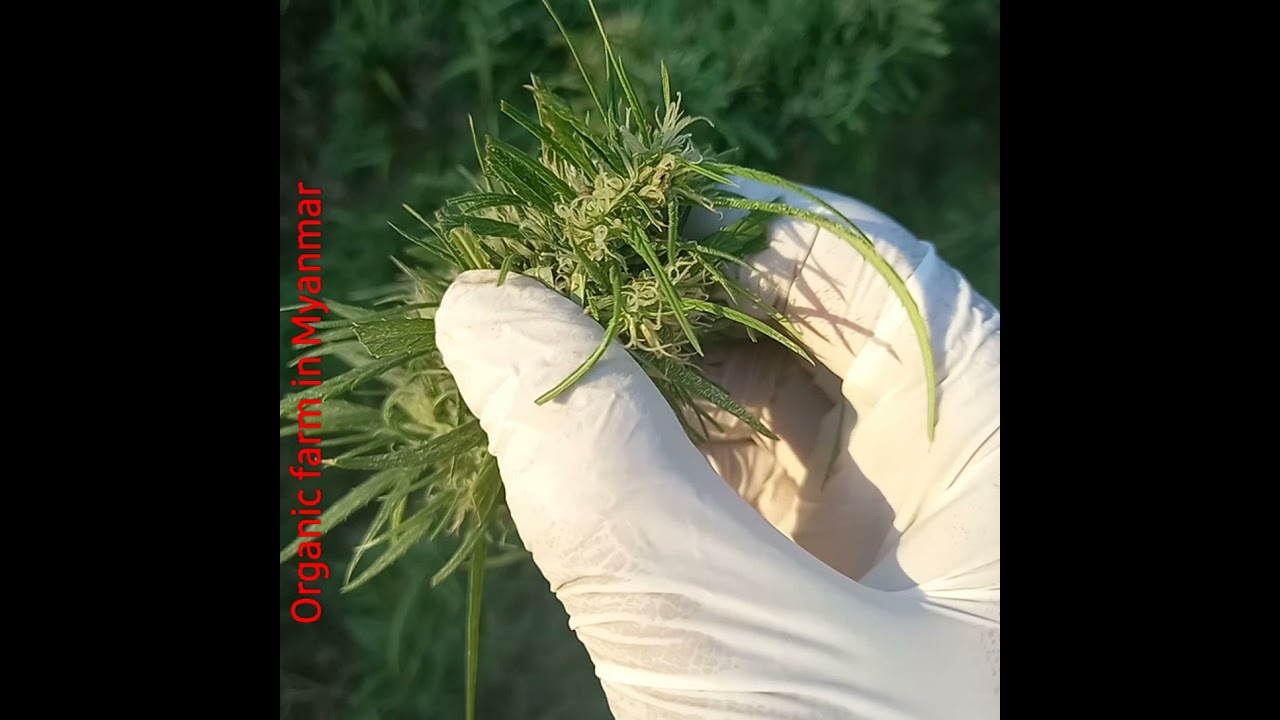 the shit i grow is shit😆 #burmeselocalshit