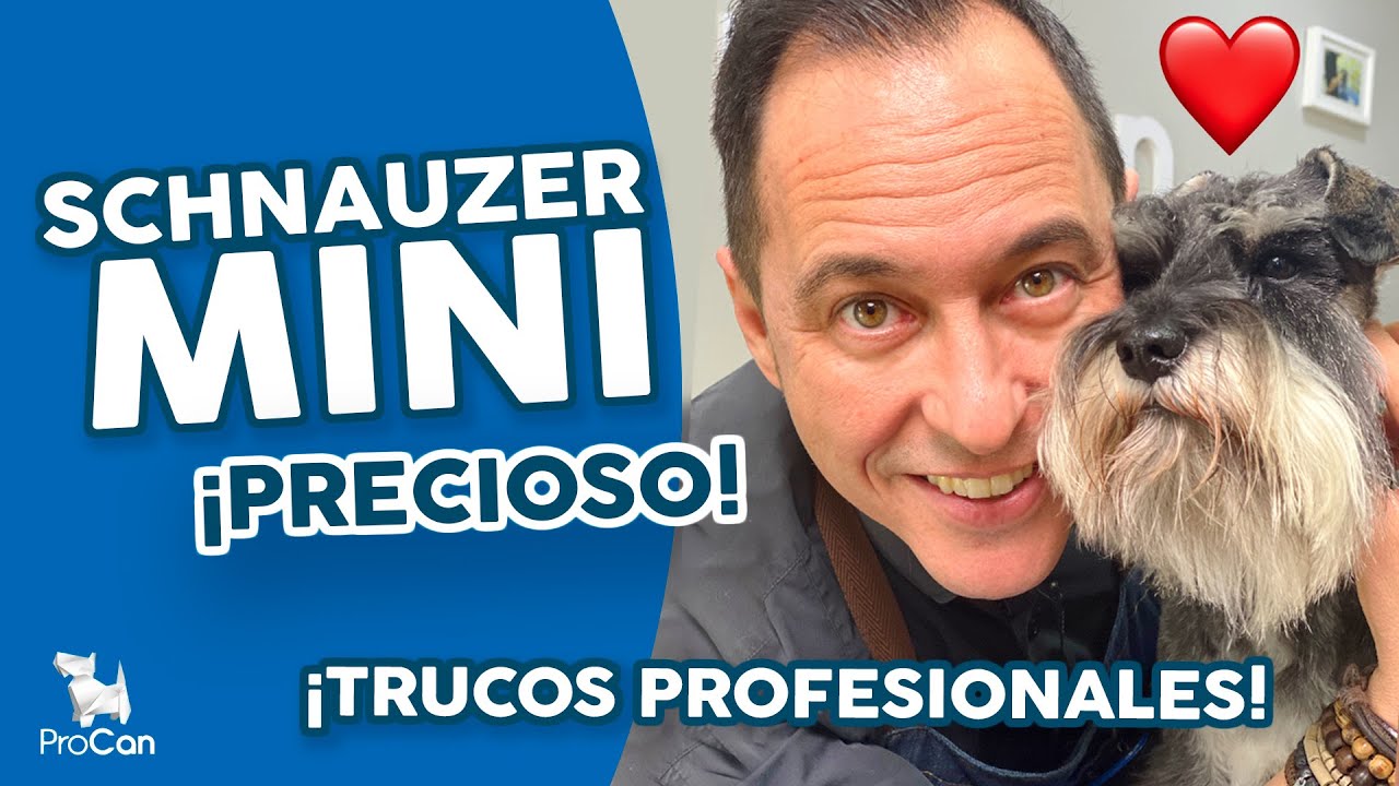 ¡MASTERCLASS GRATIS! 🔥🔥 Cómo cortar el pelo a un Schnauzer Mini Sal y Pimienta con tijeras y máquina