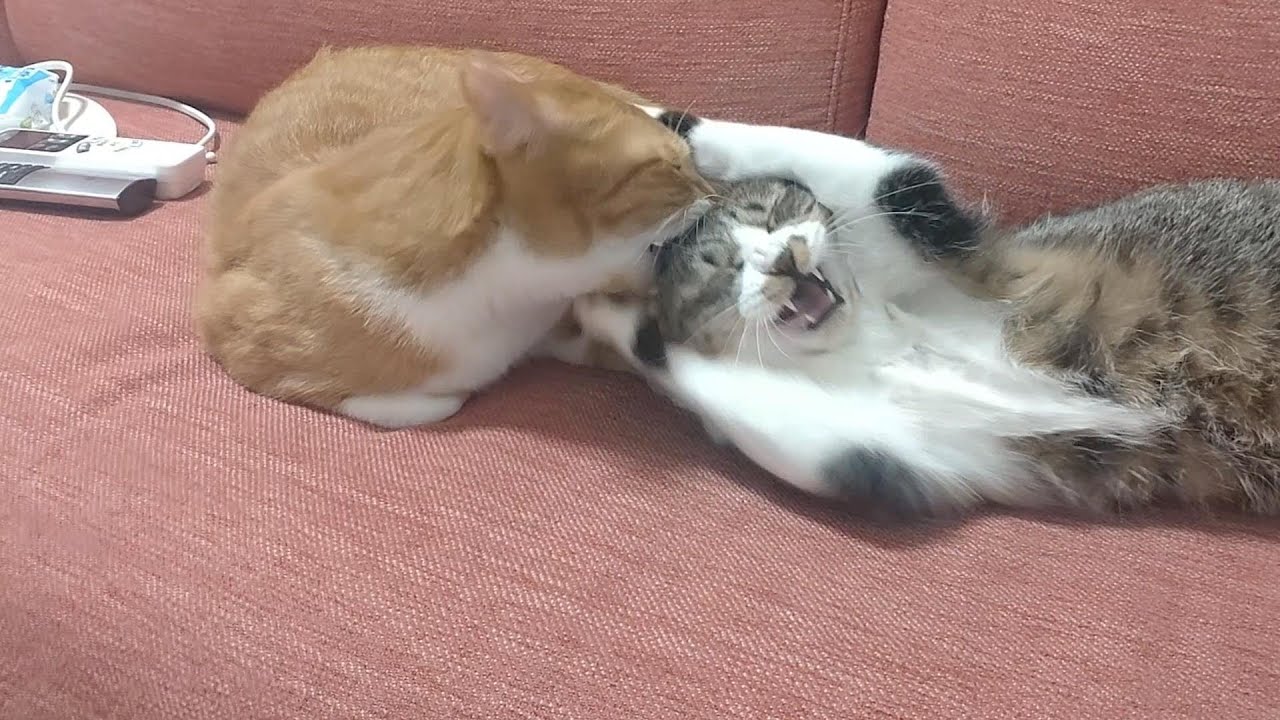 頭を噛まれた猫