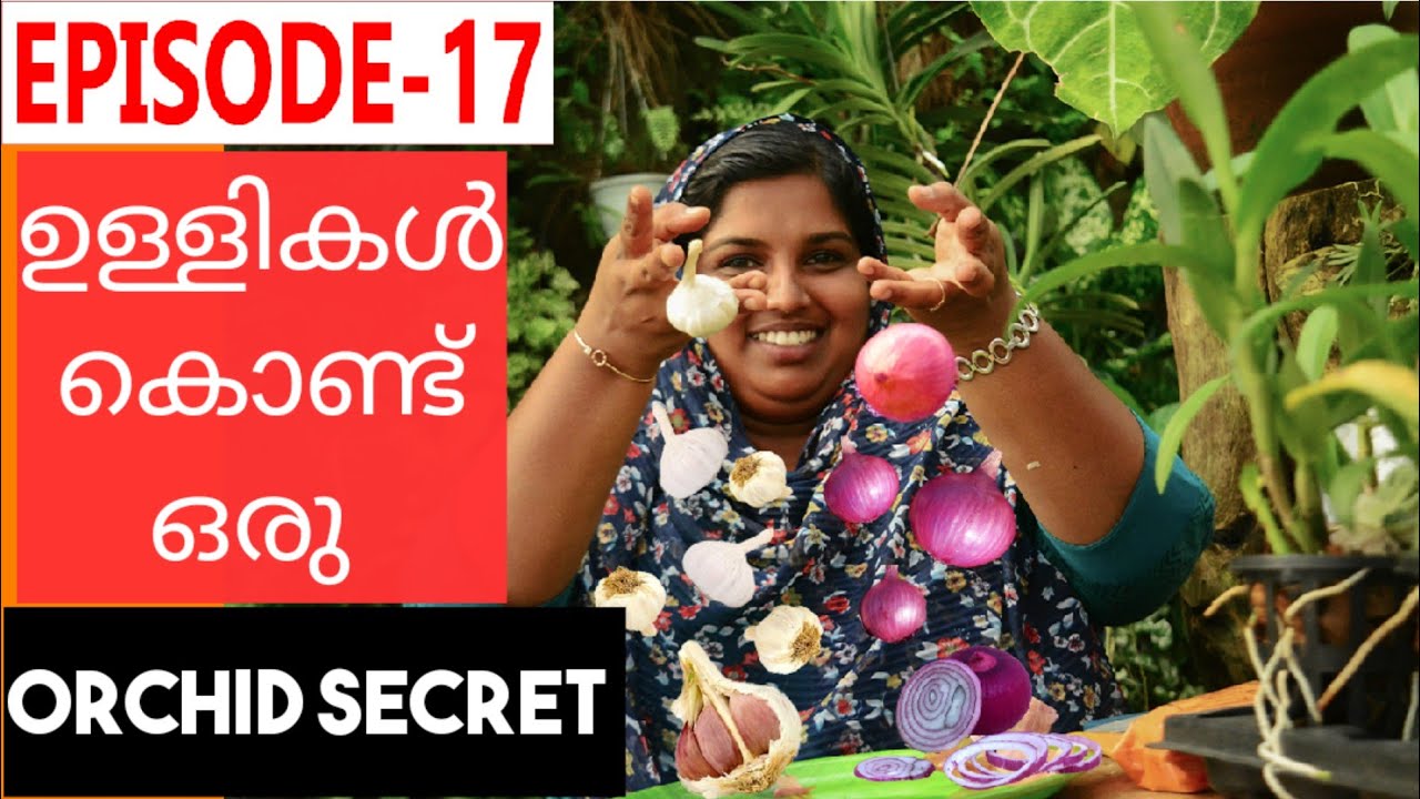 ഉള്ളിയും മുളകും ഉണ്ടോ?പൂക്കളെ സംരക്ഷിക്കാംHOW TO MAKE ORGANIC INSECTICIDE |ONION+GARLIC+CHILLI