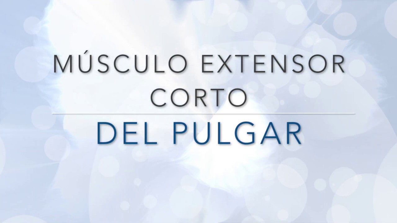 MÚSCULO EXTENSOR CORTO PULGAR