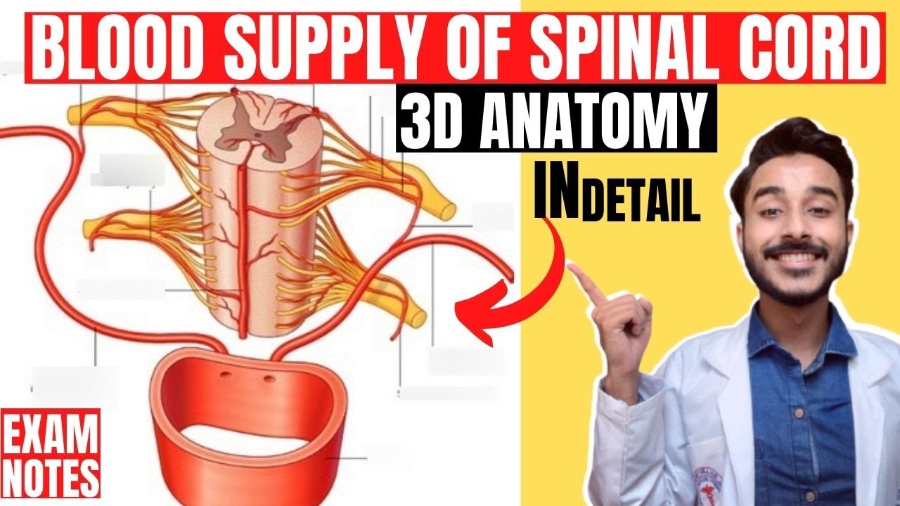 blood supply of spinal cord anatomy 3d | spinal cord blood supply anatomy