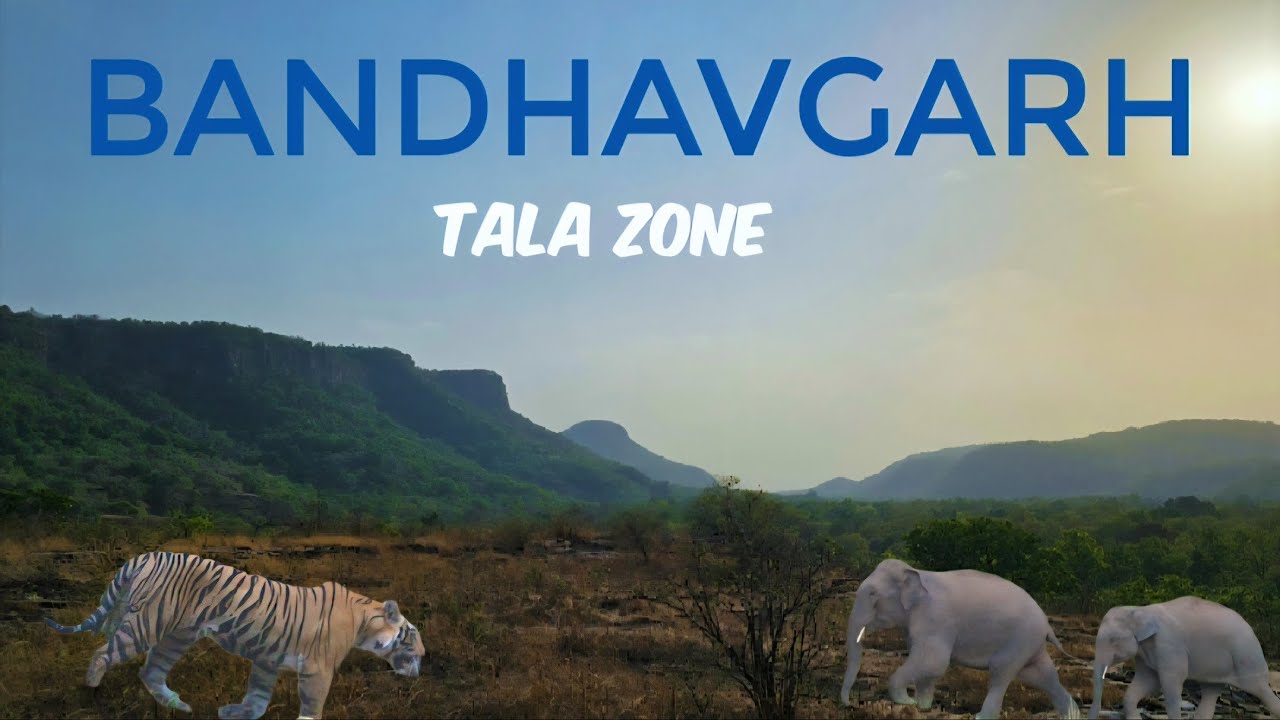 Sidhababa female subadult at Tala Zone | Day 1 |Exploring Bandhavgarh tiger reserve