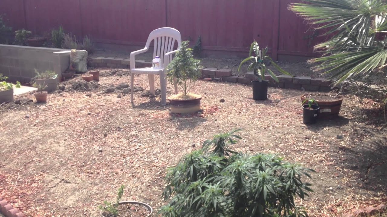 Benny Magnus Cannabis Rant ~ Legalization