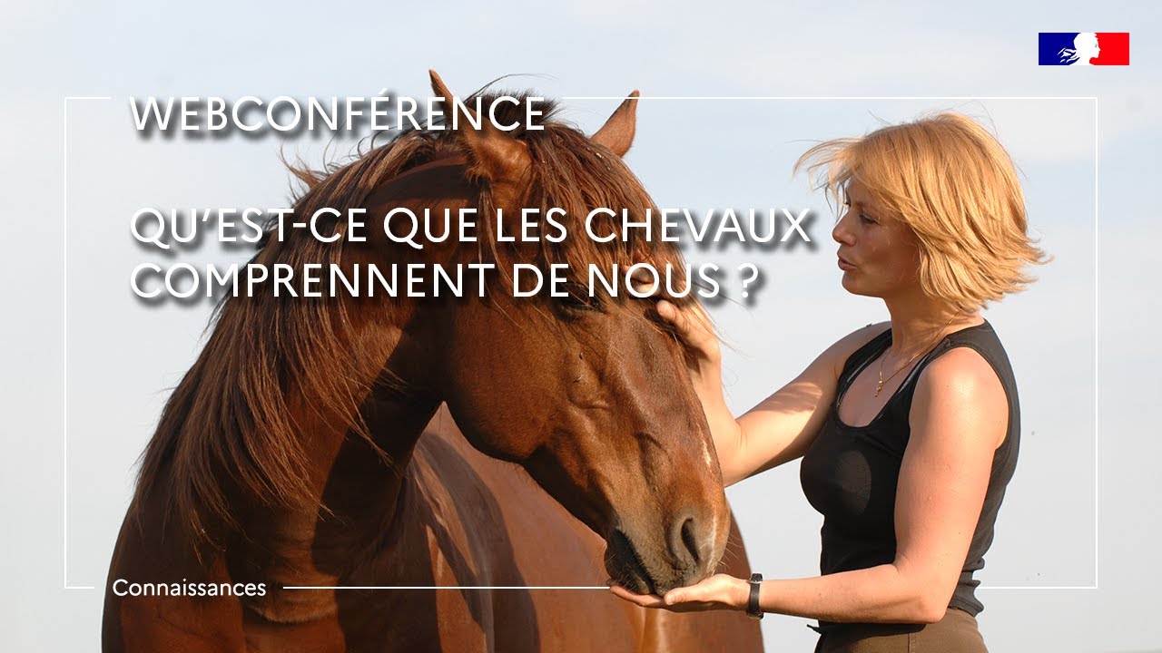 Qu’est-ce que les chevaux comprennent de nous ? - Plotine Jardat