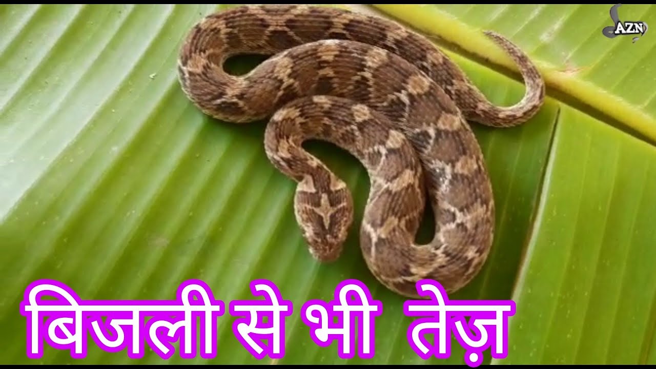 बिजली की गति से तेज़ भारत का सबसे खतरनाक सांप। Saw scaled viper