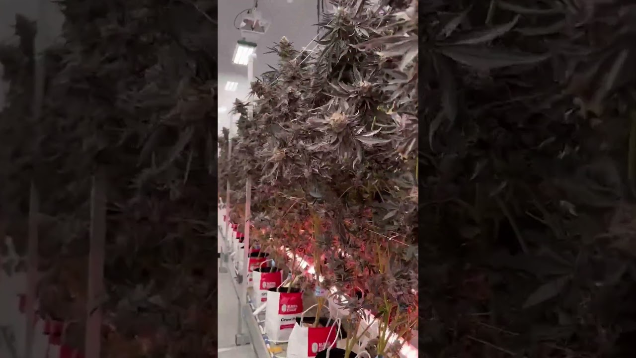 The Ultimate Lighting Strategy: HPS & LED Top lights + Under Canopy Lights = Game Changer