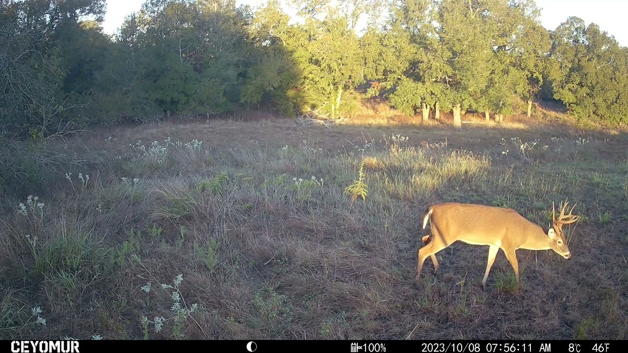 20231008 - Trail Camera (Ceyomur CY95)