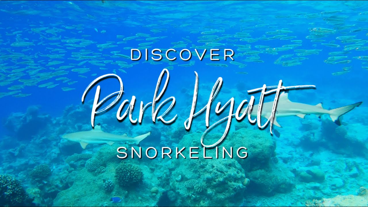 SNORKELING AT PARK HYATT MALDIVES 2023 🐠🦈 Discover the INSANE House Reef and its Vibrant Marine Life