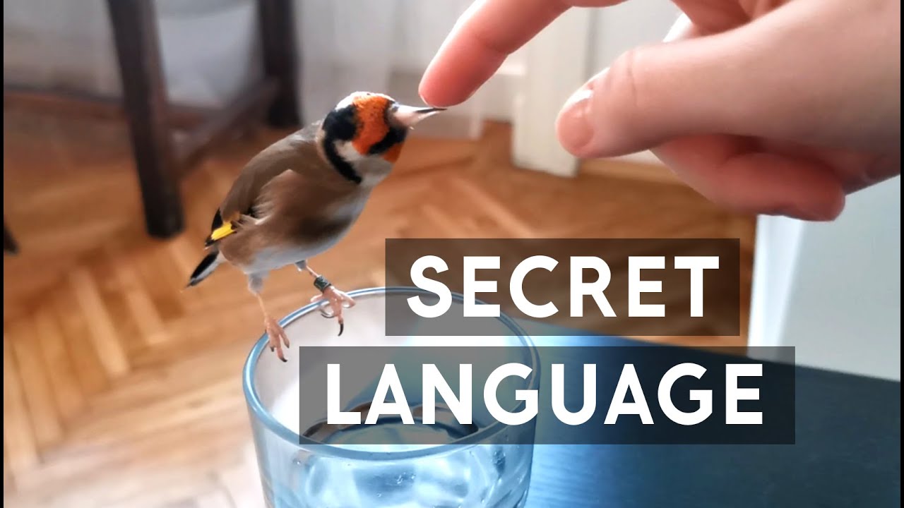 All birds talk. We just need to listen.