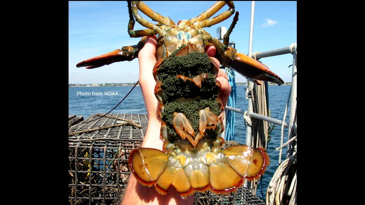 Why the Sex Lives of our Seafood Matter | Skylar Bayer | TEDxPiscataquaRiver