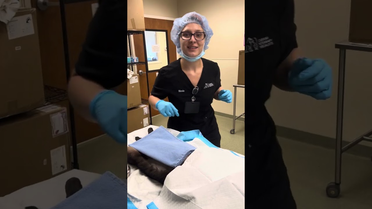 Externship 2 Skill 1 - Feline OVH